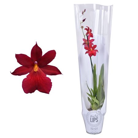 Cambria 1st Cambria  Nelly Isler In And White Slee