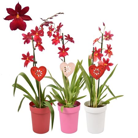 Cambria 1st Nelly Isler Red Velvet