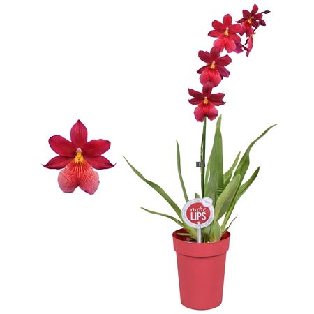 Cambria 1st Nelly Isler (morelips)