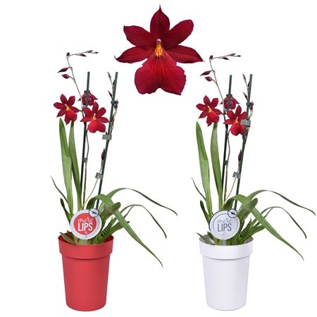 Cambria 2st Nelly Isler Morelips Plastic Pots