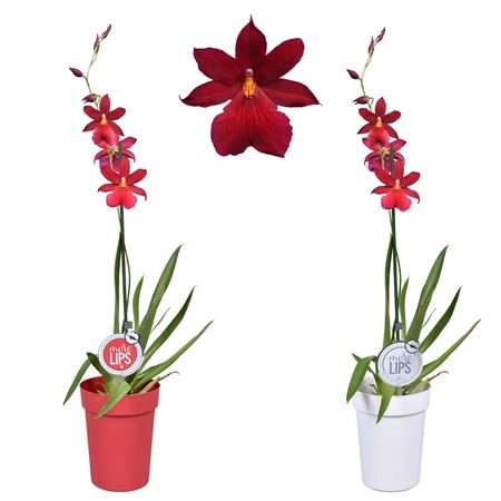 Cambria 1st Nelly Isle In Red & White Pot