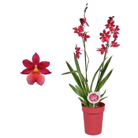 Cambria 2st Nelly Isler (morelips)