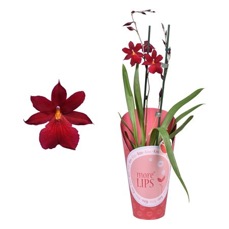 Cambria 2st Nelly Isler Potcover (morelips)