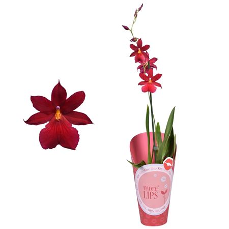 Cambria 1st Nelly Isler Potcover (morelips)