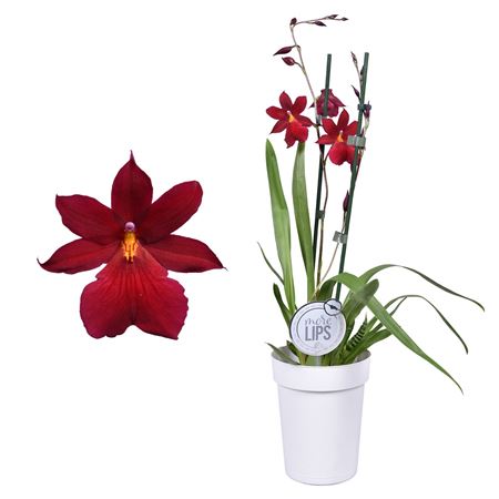 Cambria 2st Nelly Isler More Lips Sleeve