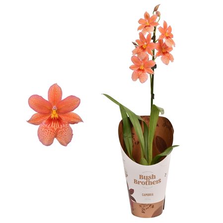 Cambria 1st Nelly Isler Orange