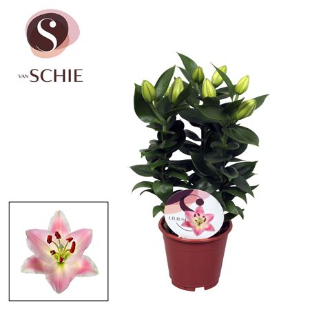 Lilium Or Rascal Souvenir 3pp