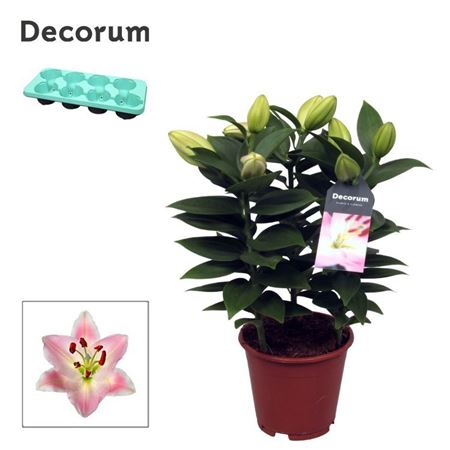 Lilium Or Rascal Souvenir 3pp (decorum)