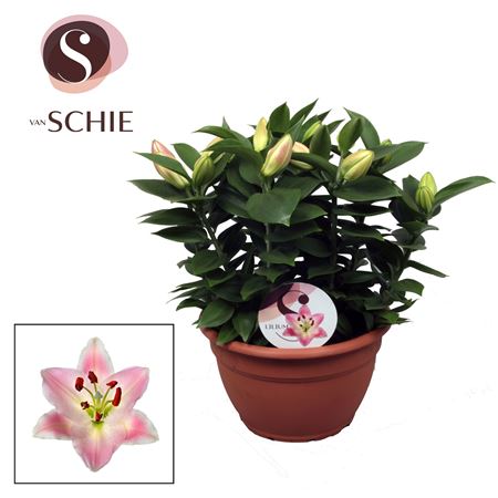 Lilium Or Rascal Souvenir 9pp