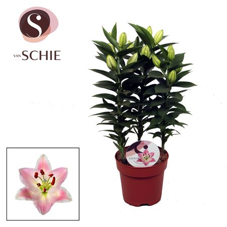 Lilium Or Rascal Souvenir 3pp
