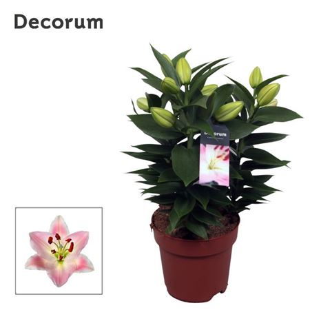 Lilium Or Rascal Souvenir 3pp (decorum)