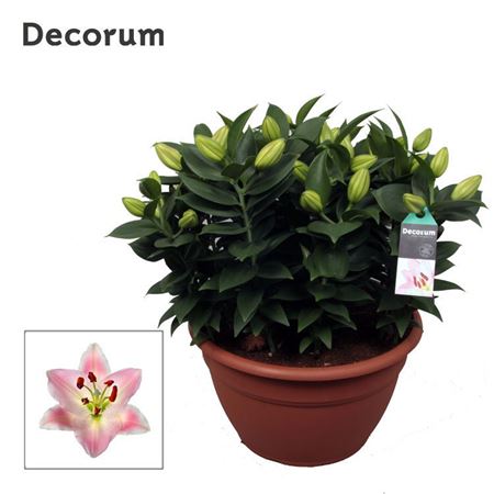 Lilium Or Souvenir Xl 15pp (decorum)