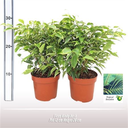 Ficus Be Kinky