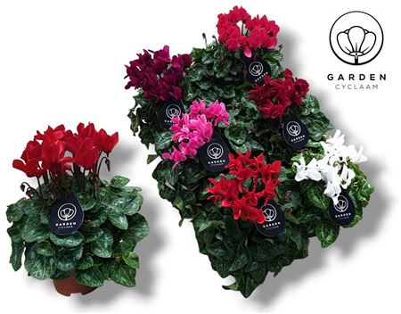 Cyclamen Garden Mix