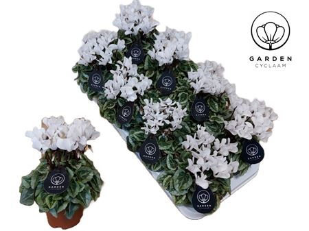 Cyclamen Garden Donatello White