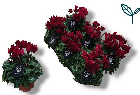 Cyclamen Garden Wine Red