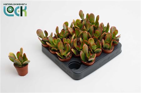 Crassula Sunset