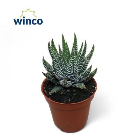 Haworthia Fasciata Concolor