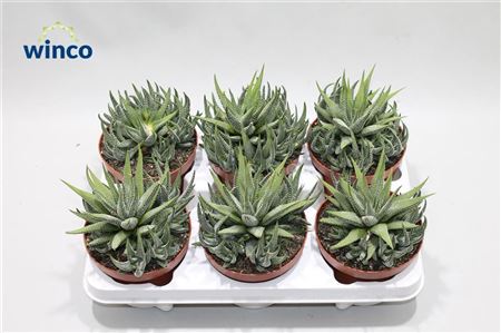 Haworthia Fasciata Concolor