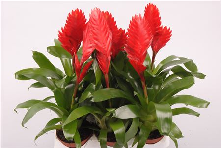 Vriesea Cathy Red