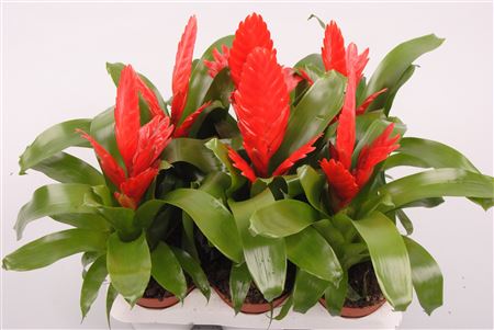 Vriesea Kallisto