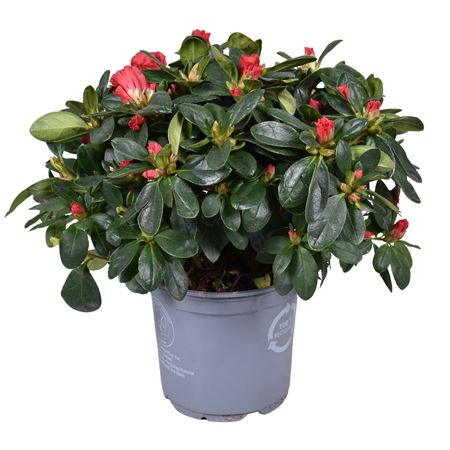 Azalea Vogel Jimmy Red