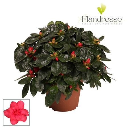 Azalea Flandresse Red