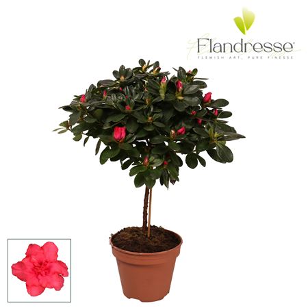Azalea Flandresse On Stem Red