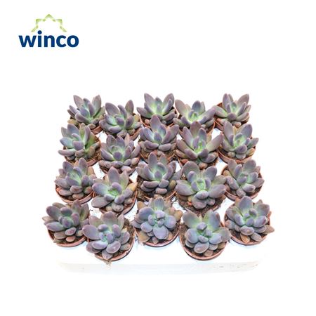 Pachyphytum Bracteosum Fitkai.