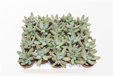 Pachyphytum Bracteosum Fitkai