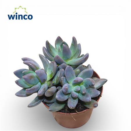 Pachyphytum Bracteosum Fitkai.