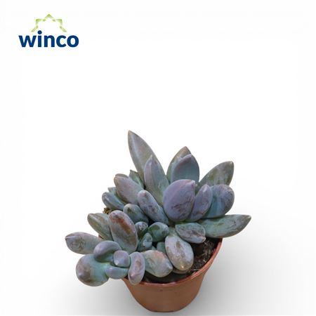 Pachyphytum Bracteosum Fitkai (group)