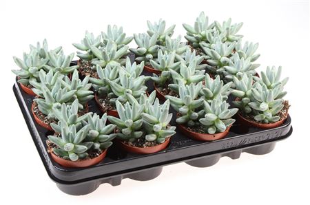 Pachyphytum Compactum
