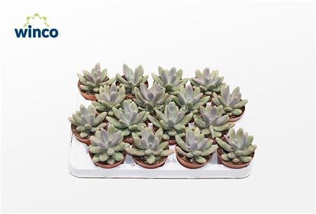 Pachyphytum Diamond