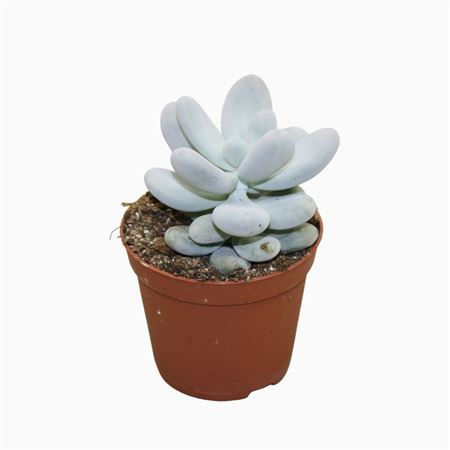 Pachyphytum 8,5 Cm