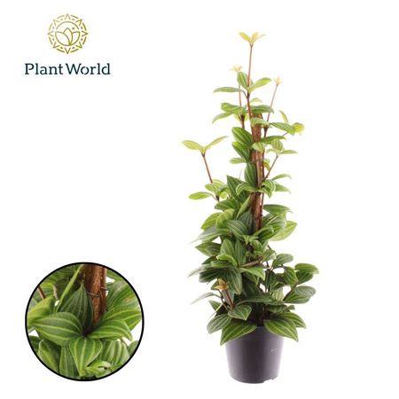 Peperomia Rocca Alto Mosstok
