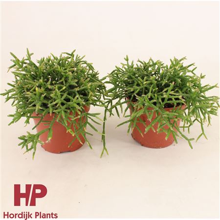 Rhipsalis Burchellii