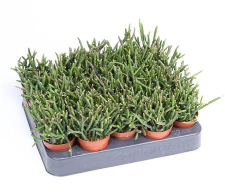 Rhipsalis Burchellii