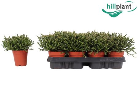 Rhipsalis Burchellii