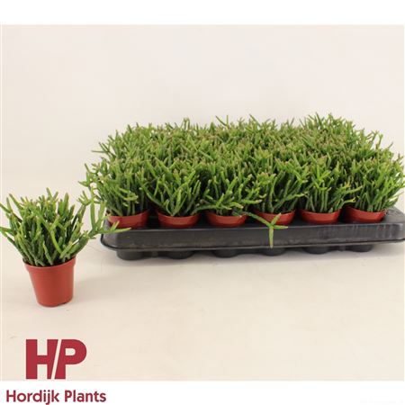 Rhipsalis Burchellii