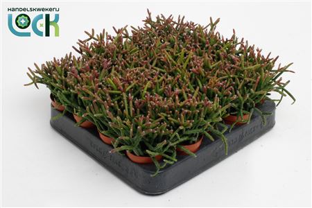 Rhipsalis Burchellii