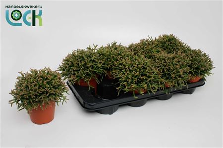 Rhipsalis Burchellii