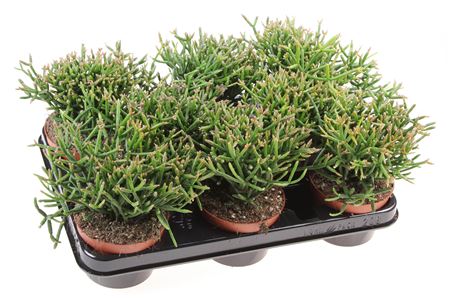 Rhipsalis Burchellii