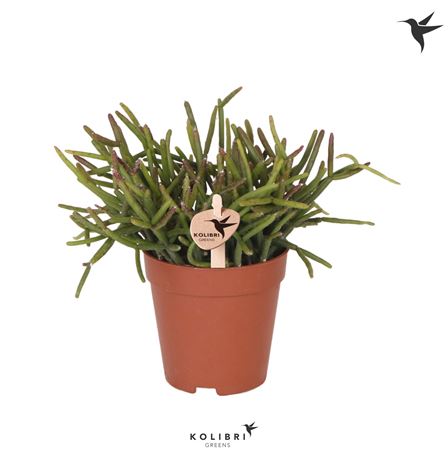 Rhipsalis Burchellii