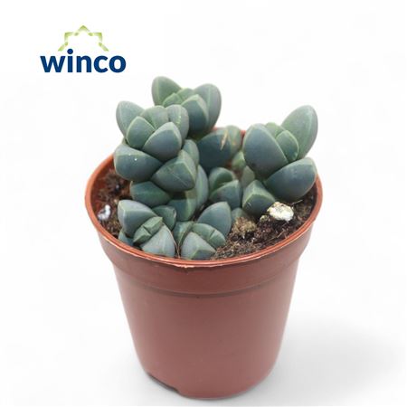 Delosperma Lehmannii