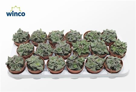 Faucaria Monstruoza