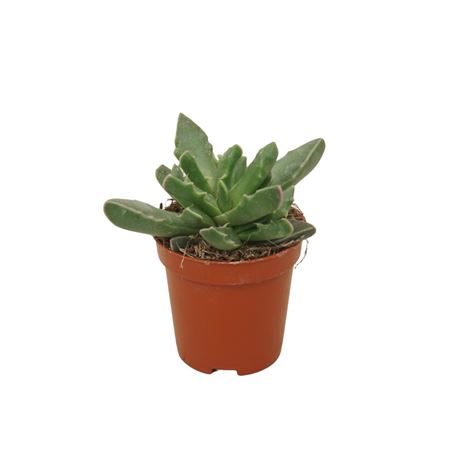 Faucaria Tigrina