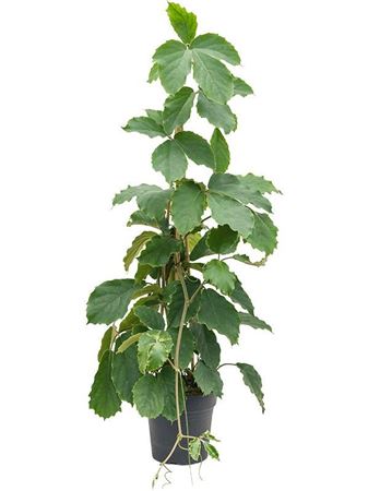 Tetrastigma Voinierianum