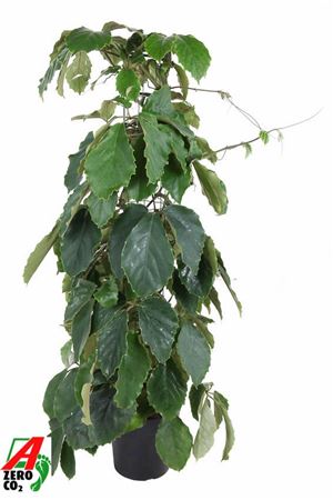 Tetrastigma Voinierianum