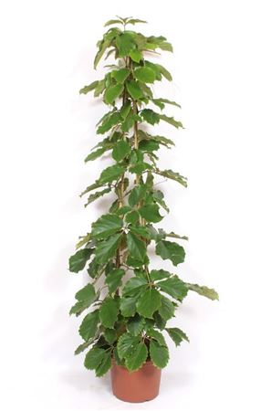 Tetrastigma Voinierianum